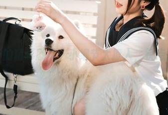 河豚抚子的精彩剧本：小细节太撩人，快点按下播放